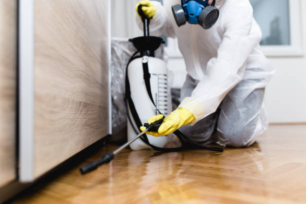 Best Termite Control Services  in South Pasadena, FL