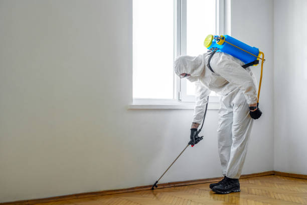 Best Rat Extermination Near Me  in South Pasadena, FL