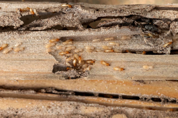Wasp Removal Services in South Pasadena, FL